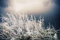 Winterlandschaft im Nebel V by Thomas Schaefer
