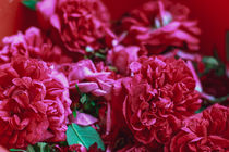 Damaszener Rosenblüten rot pink Blüten Potpouri Heilpflanze von Christine Maria Grosche