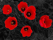 Das waren meine Tulpen (3) by Hartmut Binder