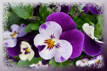 Purple white pansies von feiermar