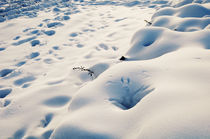 Erotic Snowfield III von Thomas Schaefer