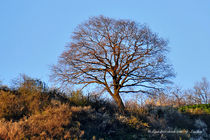 Baum in der Landschaft