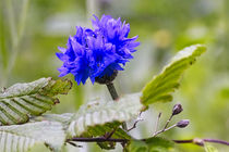 Kornblume von Rolf Müller