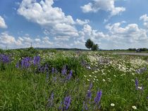 Sommerwiese by Andrea Meister