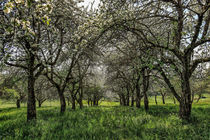 Streuobstwiese mit blühenden  Apfelbäumen  von Christine Horn