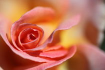 Rose by Roland Spiegler