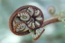 Fern New Zealand von Roland Spiegler