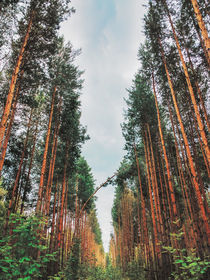 In a pine forest by Andrei Grigorev