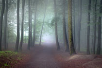 Wald im Frühlingsnebel von Yvonne Albe