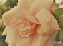 Tropfen auf Rosenblüte von Franziska Hub