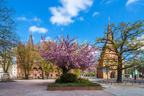 Ständehaus und Steintor in der Hansestadt Rostock von Rico Ködder