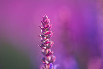 Sprout of a sage with purple blossoms  von Joachim Küster