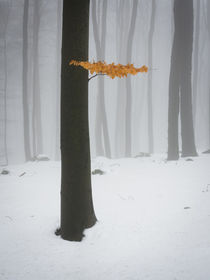 Erinnerungen an den Herbst von Yvonne Albe