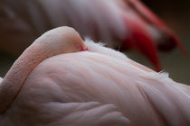 Ruhender Flamingo by Joachim Küster