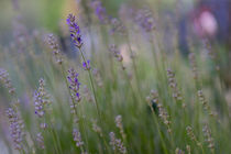 Zärtlichkeit von Lavendel von Iryna Mathes