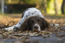 Liegender Münsterländer im Herbst von Heidi Bollich