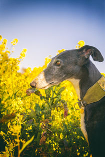 Galgo im Raps von Heidi Bollich