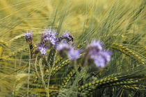 Phacelia und Getreide mit Biene by Christine Horn