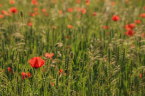 Roter Klatschmohn im Getreidefeld von Christine Horn