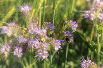 Phaceliablüten mit Hummel von Christine Horn