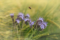 Phaceliablüten mit Getreide und Biene von Christine Horn