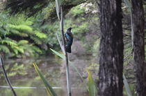 New Zealand Tui