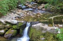 Forest Stream by Malcolm Snook