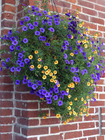 Flowers on a Brick Wall by Sally White
