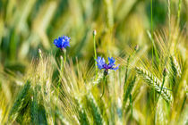 Cornfield blossom 312820 by Mario Fichtner