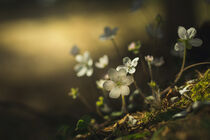 Weiße Leberblümchen von Yvonne Albe