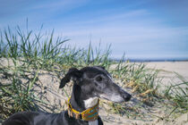 Galgo am Nordsee Strand von Heidi Bollich