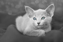 Liegendes Russisch Blau Kätzchen von Heidi Bollich