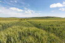 Barley Lines von Malc McHugh