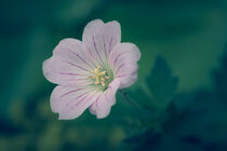 Flower Macro von Steffen Peters