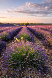 Lavendelblüte by Achim Thomae