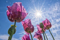 Mohnblüten im Gegenlicht by Astrid Steffens