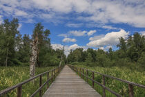 Bohlenweg im Ried am Federsee bei Bad Buchau - Baden-Württemberg von Christine Horn