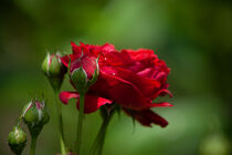 Rote Rose by Petra Dreiling-Schewe