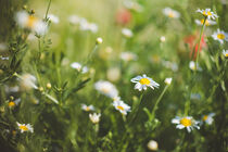 White daisies on a summer meadow by Iryna Mathes