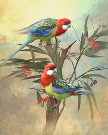 Eastern Rosella by Trudi Simmonds