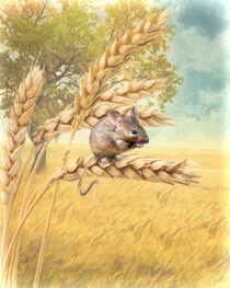 Little Field Mouse von Trudi Simmonds