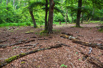 Bäume und Baumstämme im Darßwald by Rico Ködder