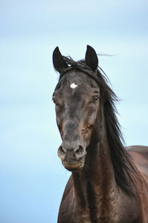 Black Beauty - Rappe vor blauem Himmel by Susanne Edele