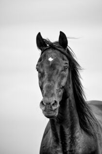 Portrait eines Rappen in schwarz-weiß