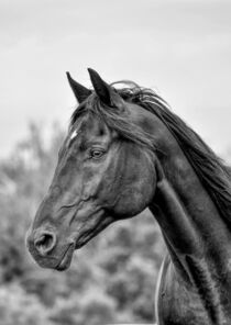 Portrait Rappe in schwarz-weiß by Susanne Edele