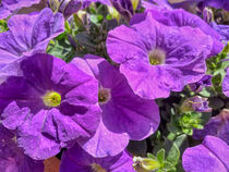 violette Petunien von Heike Loos