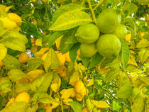 Zitronenbaum von Heike Loos