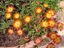 Delosperma, Mittagsblumen by Heike Loos