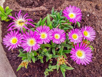 Delosperma, Mittagsblumen by Heike Loos