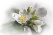 Jasmine flowers von Vladimir Tuzlay